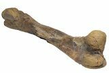 Fossil Hadrosaur (Edmontosaurus) Femur - South Dakota #211084-3